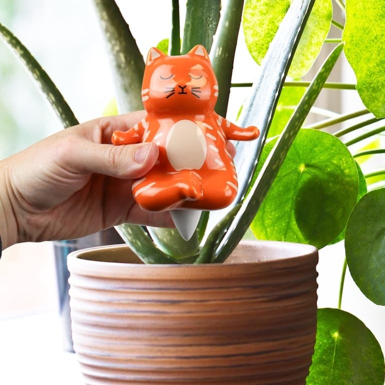 Yoga kat waterdruppelaar