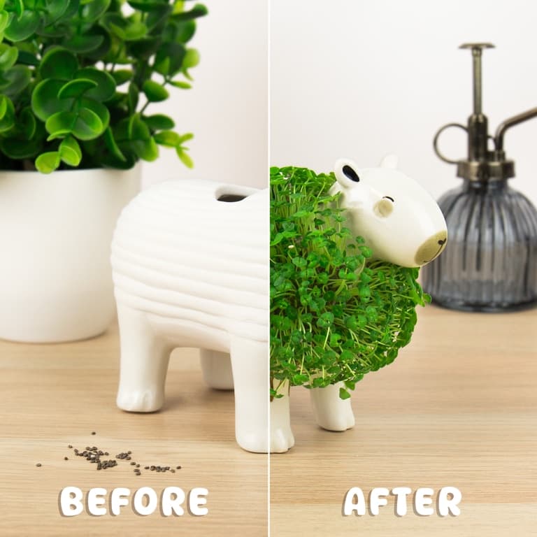 Capibara bloempot met zaadjes