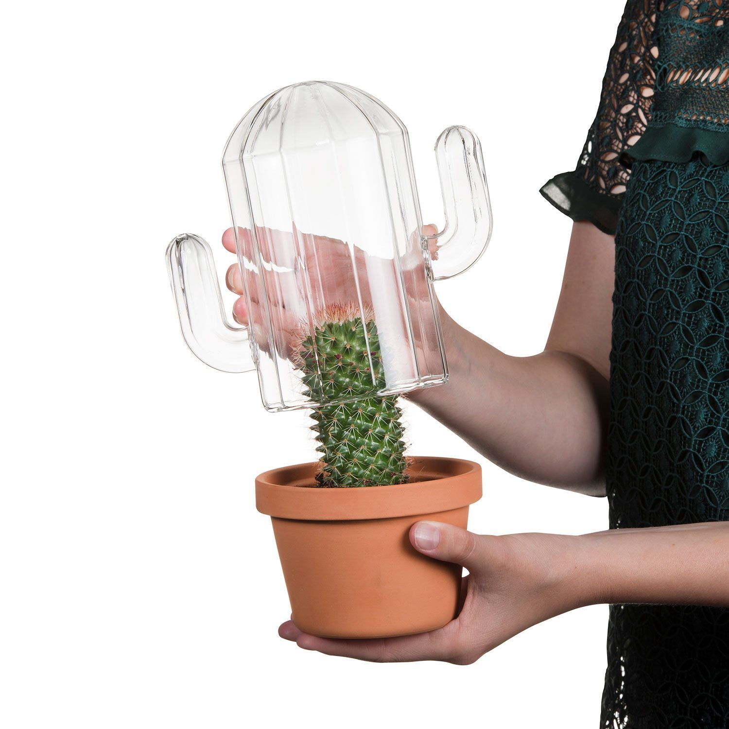 Bitten Cactus terrarium