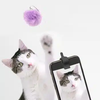 Kitty phone clip