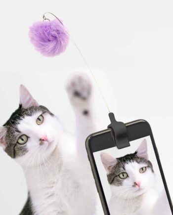 Kitty phone clip