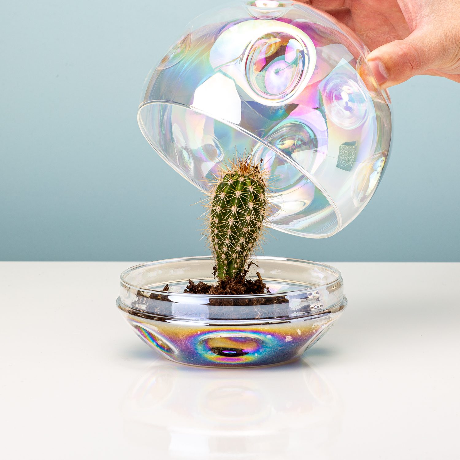 Bitten Maan Terrarium