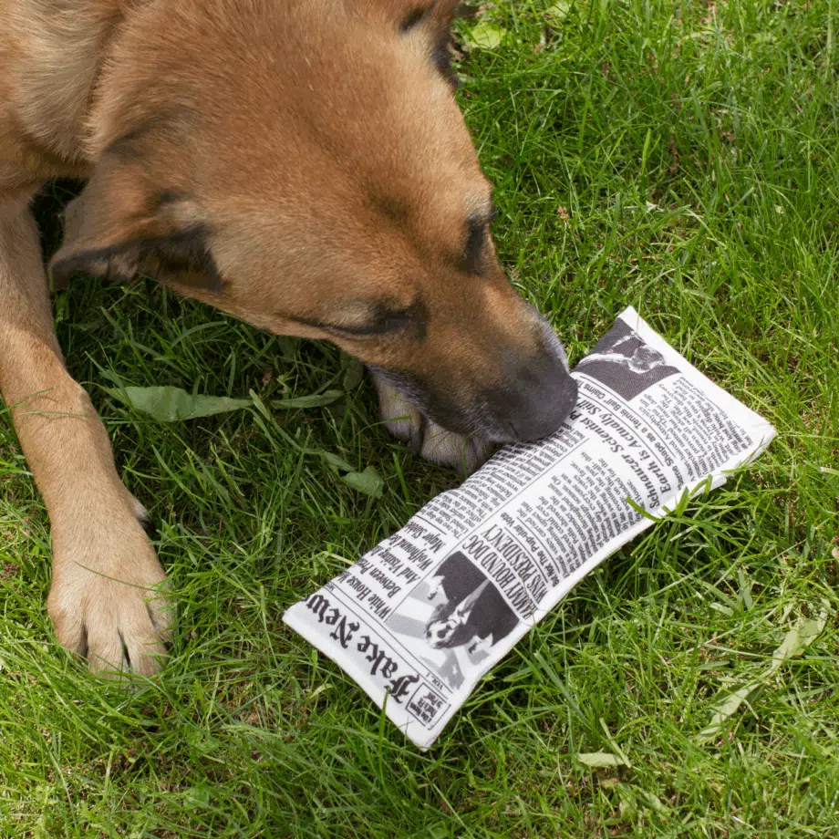 Fake News Krant Hondenspeeltje