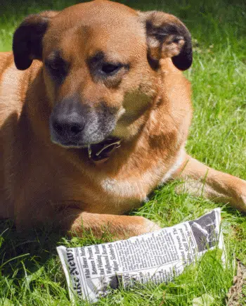 Fake News Krant Hondenspeeltje