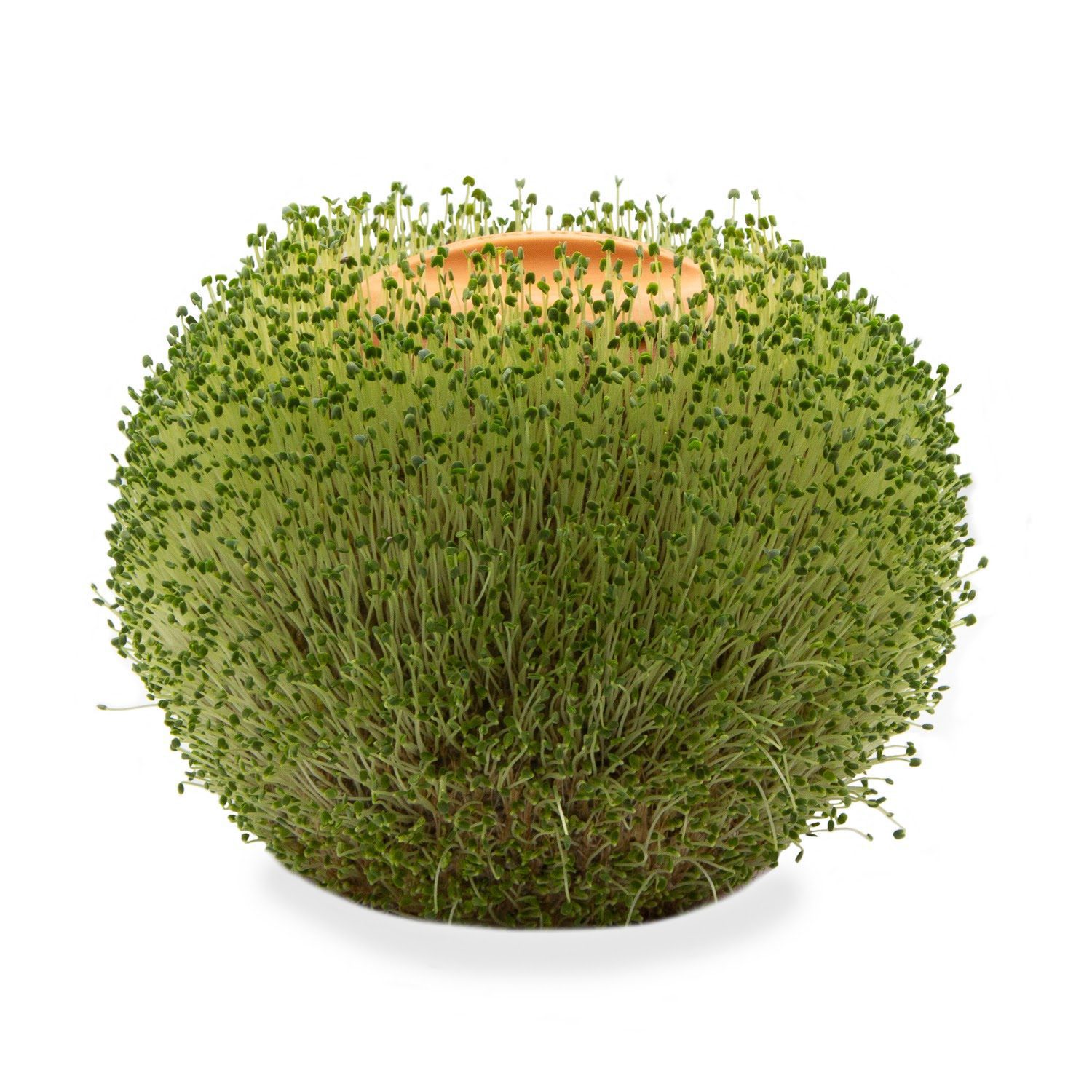 Ronde Terracotta Plantenpot