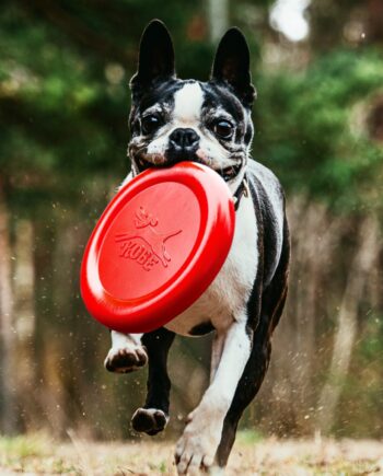 Frisbee voor hond met bacongeur