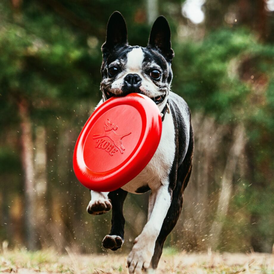 Frisbee voor hond met bacongeur