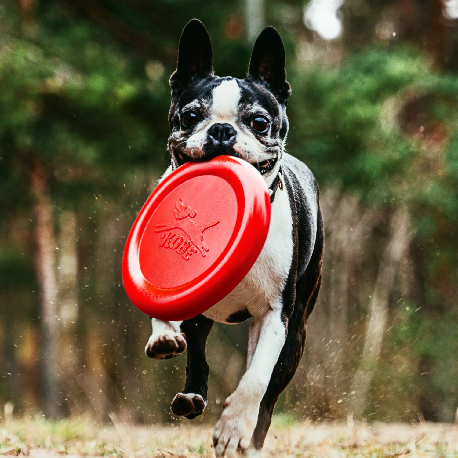 Frisbee Voor Hond Met Bacongeur