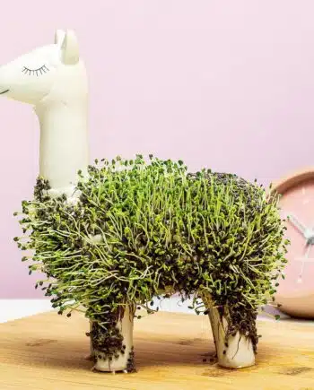 Lama bloempot met zaadjes