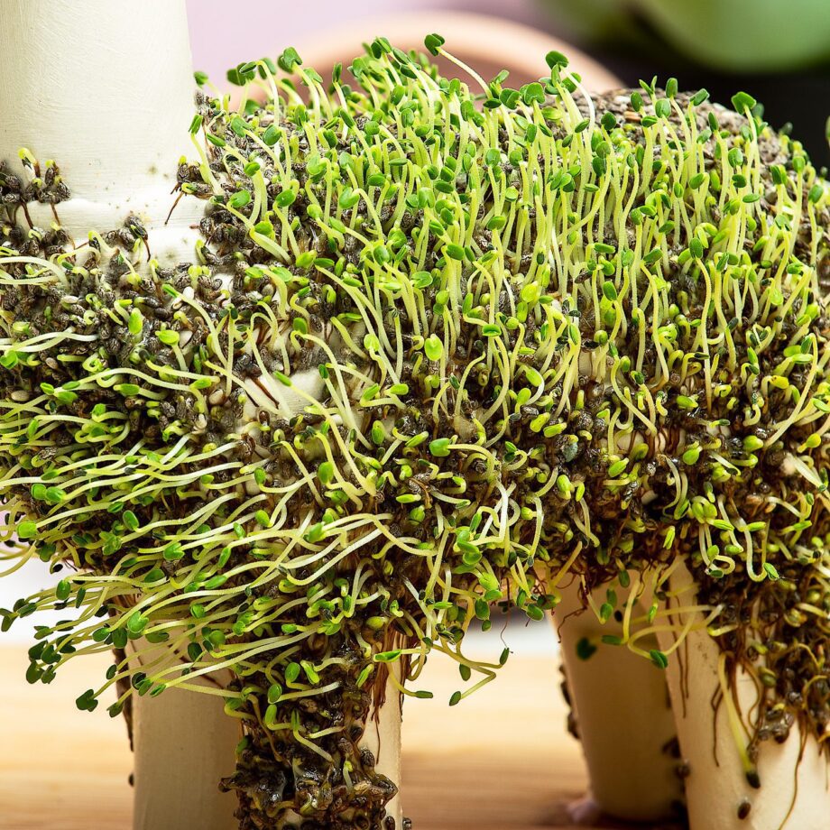 Lama bloempot met zaadjes