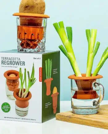 Terracotta regrower voor groenten (set van 2)