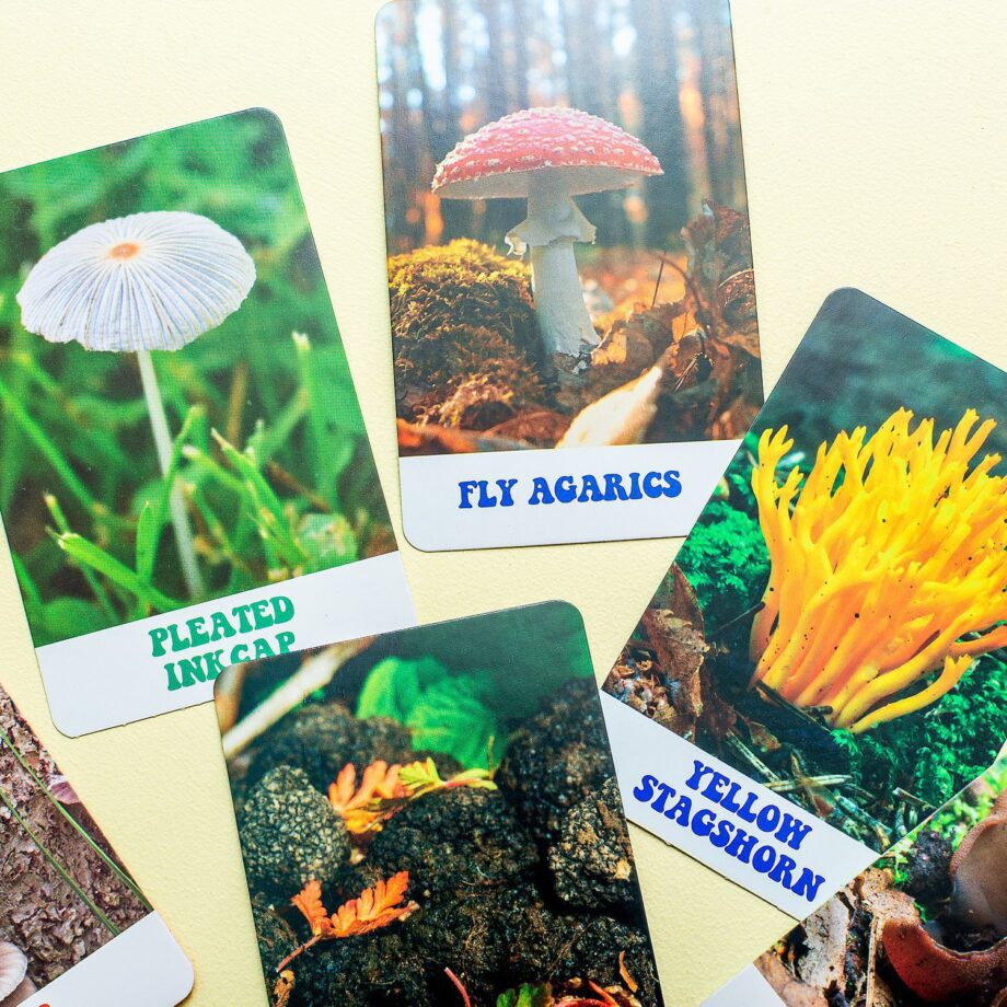 The Wonderful World of Mushrooms kaarten