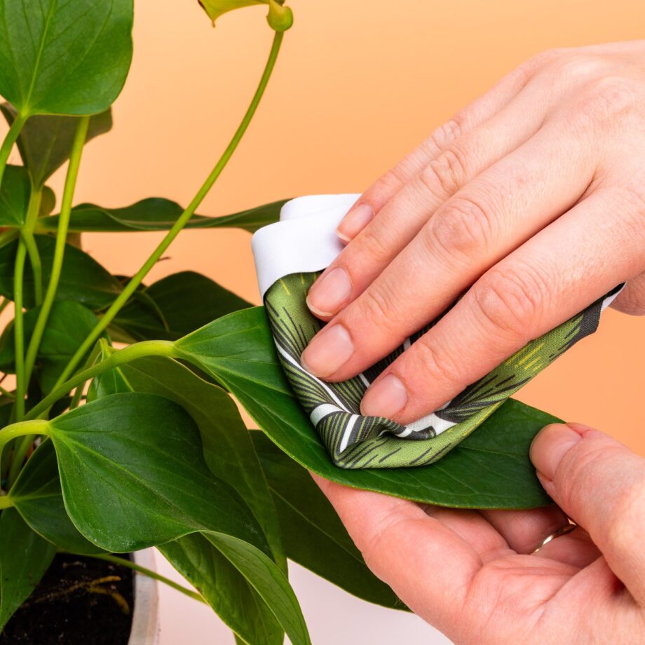 Planten verzorgingskit