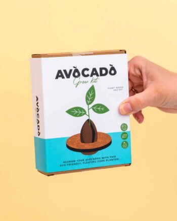 Kurken ontkiemset voor avocado's