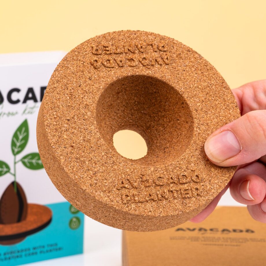 Kurken ontkiemset voor avocado's