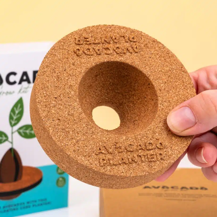 Kurken ontkiemset voor avocado's