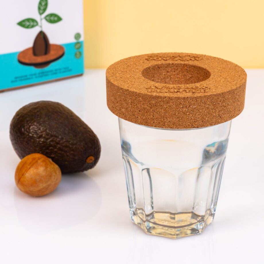 Kurken ontkiemset voor avocado's