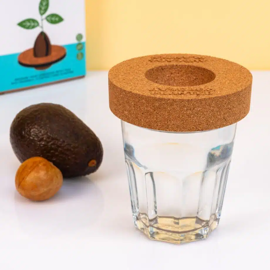 Kurken ontkiemset voor avocado's