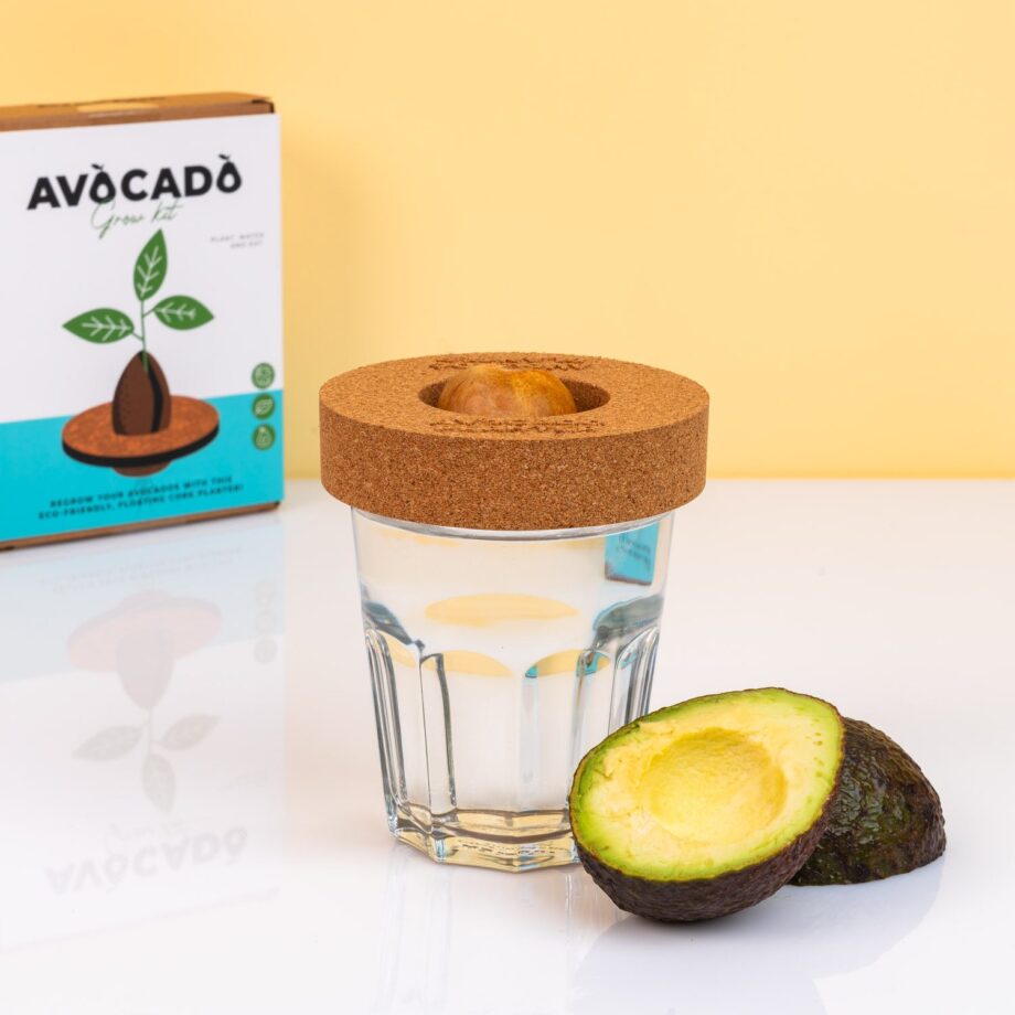 Kurken ontkiemset voor avocado's