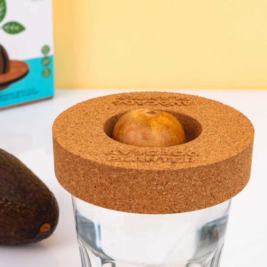 Kurken ontkiemset voor avocado's