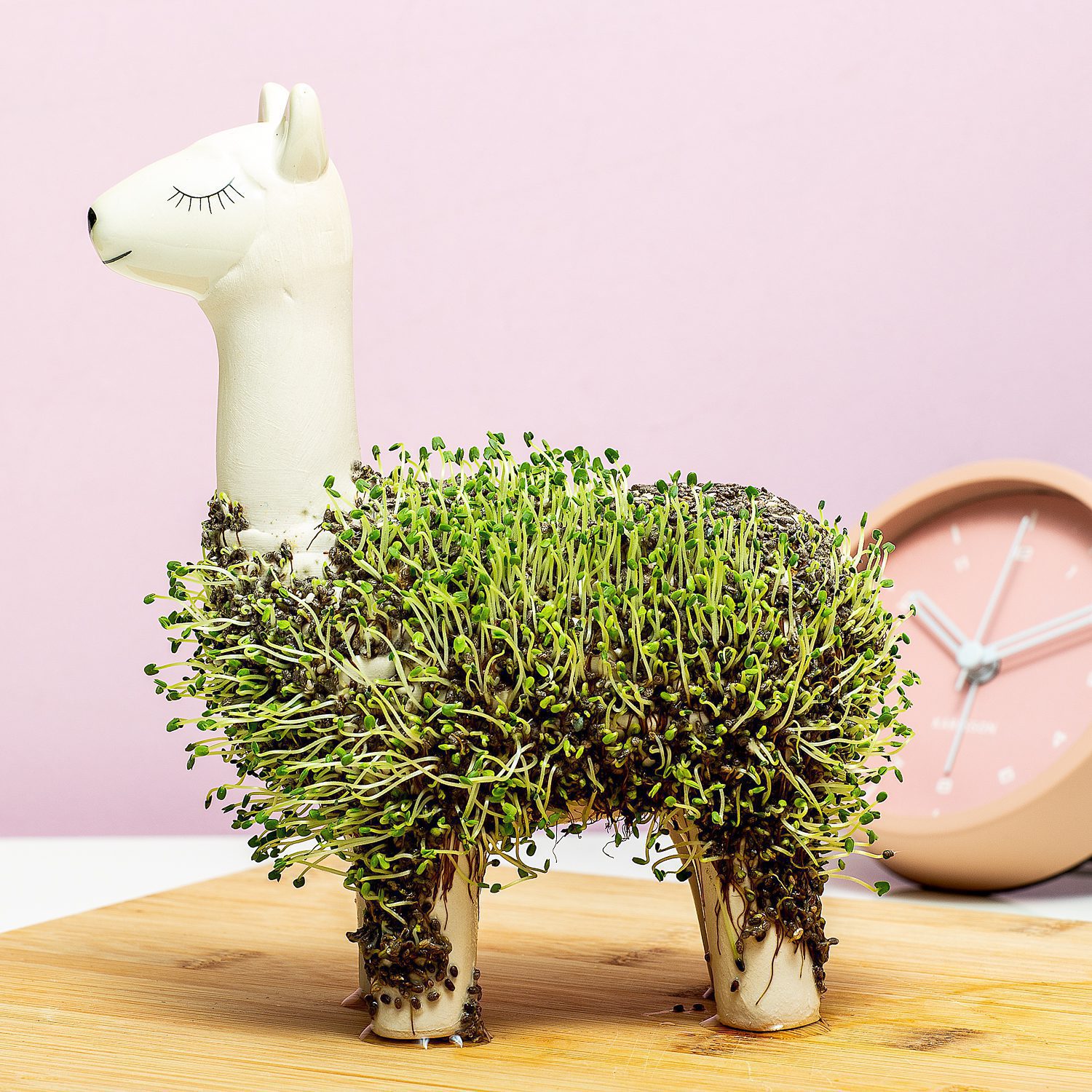 Lama bloempot met zaadjes