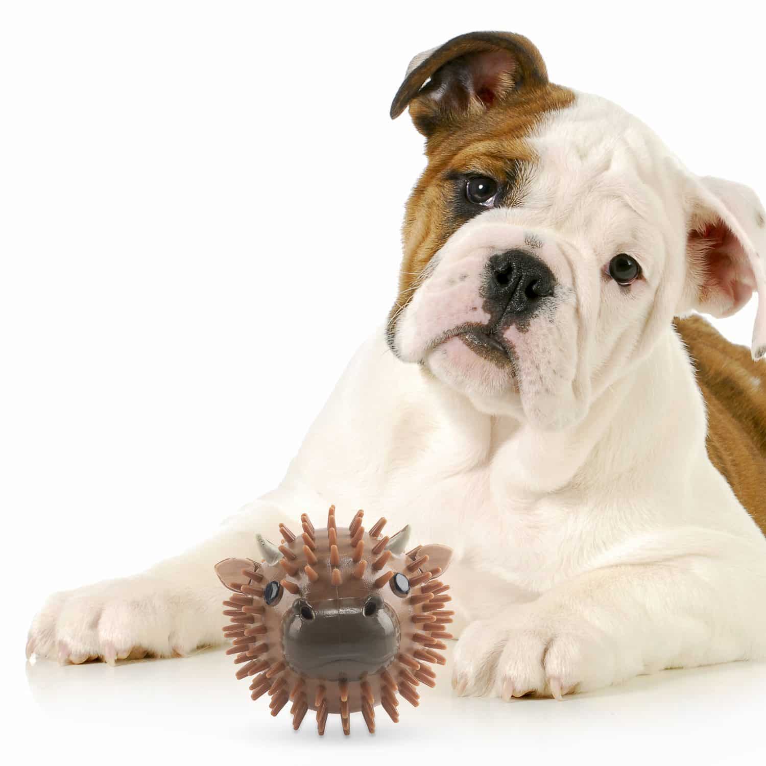 Piepbal voor hond met geur